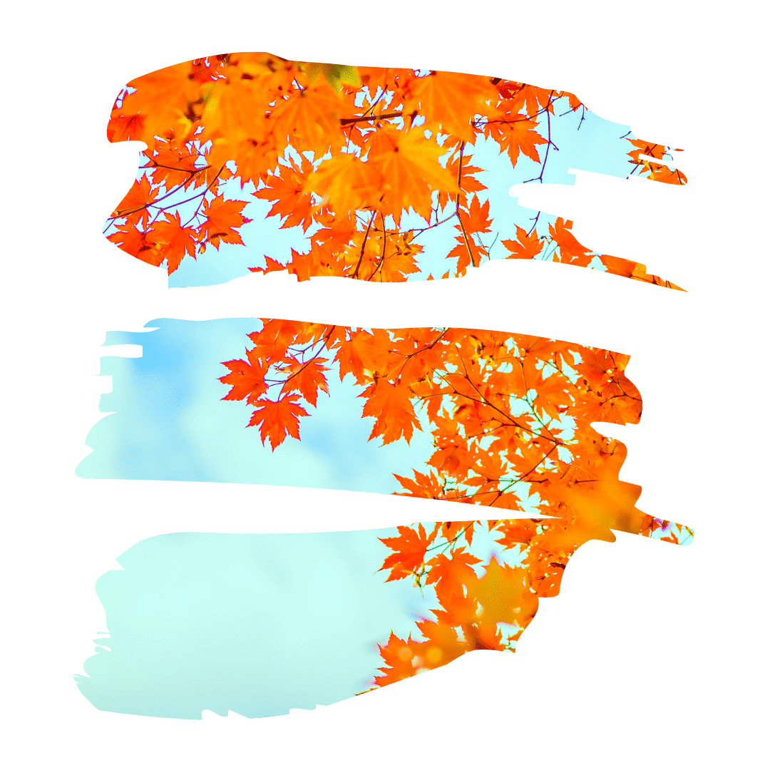 hojas otoño piscina